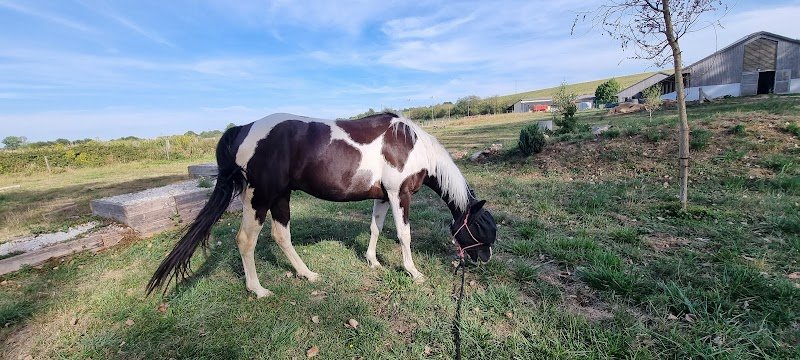 Haras de Pfaffenhoffen - William Haar Performance - photo 2