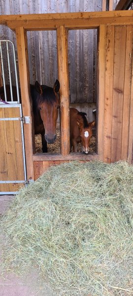 Les Cavaliers Du Seelberg - photo 3