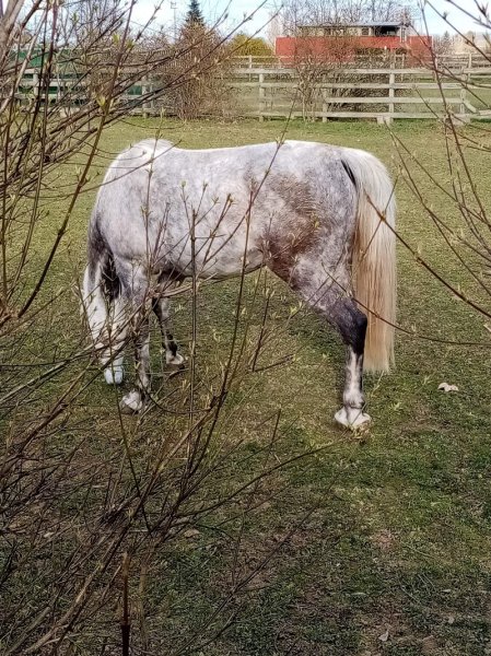 Écurie de la Schleye - photo 1