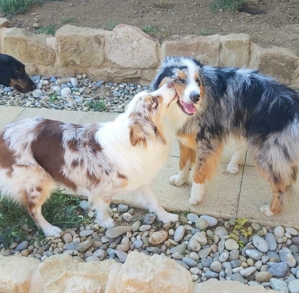 Pension Pattes à Choux - photo 2