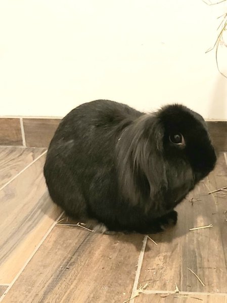 Pension Pattes à Choux - photo 3