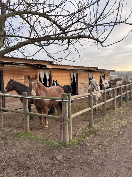 Ecurie Koch’Cinelle - photo 2