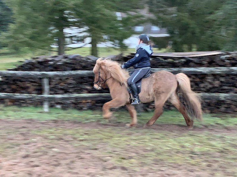 Ecurie Fönixhestar - photo 2