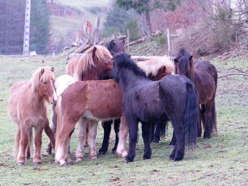 Ecurie Fönixhestar - photo 3