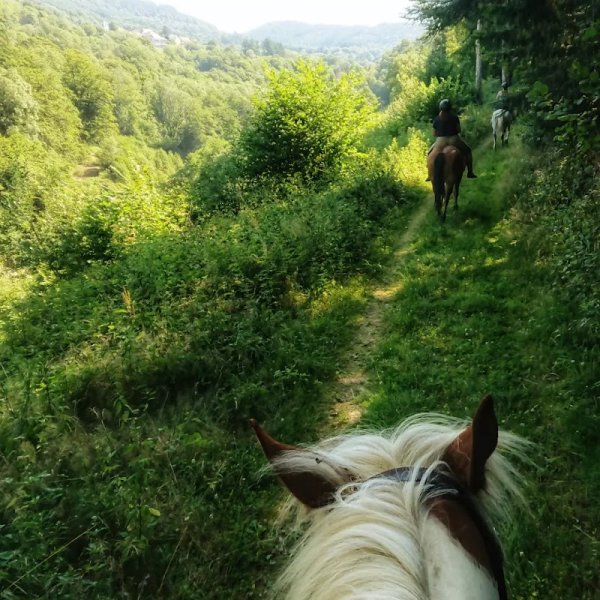 Les Chevaux du Moulin - photo 1