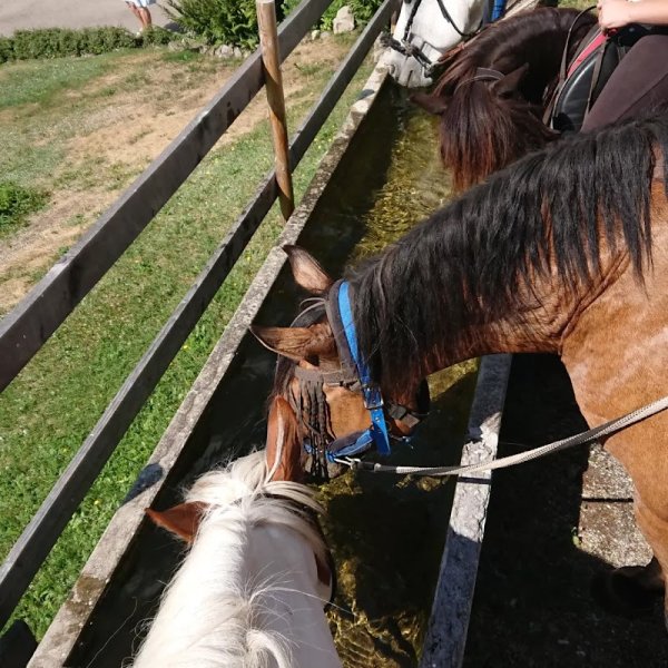 Les Chevaux du Moulin - photo 2