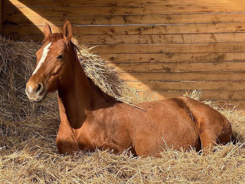 Ecurie Coemgenus HorseSport - photo 3