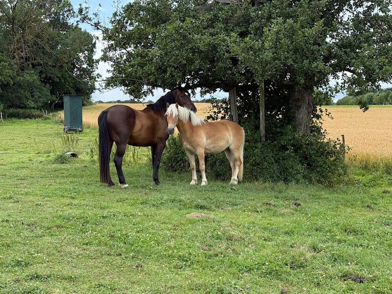 Ecurie du Neuhof - photo 2
