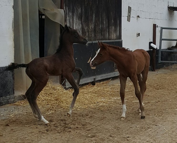 Ecurie du Neuhof - photo 3