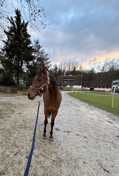 Centre Equestre Régional du Waldeck