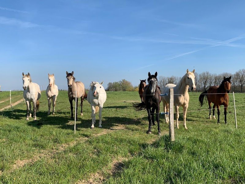 Ecurie du Bois Doré