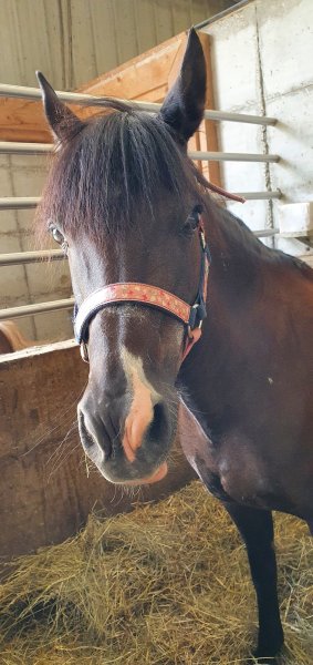 Ferme Equestre du Koer
