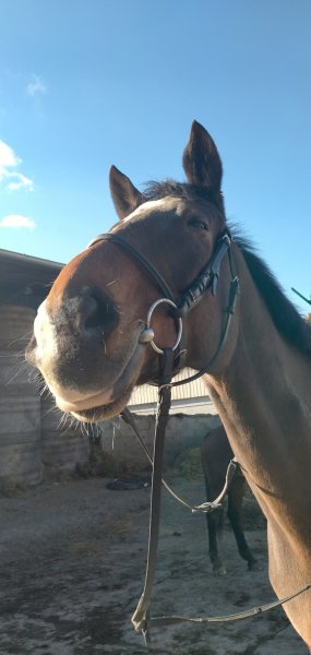Ferme Equestre du Koer - photo 3