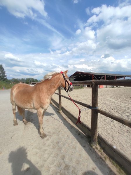 LANDOVWA, Domaine équestre - photo 2