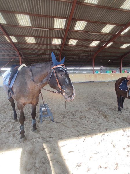 LANDOVWA, Domaine équestre - photo 3