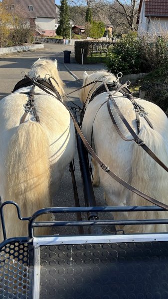 Écurie Espel - photo 2