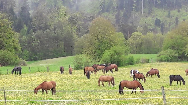 Ferme Équestre Zum Blaue - photo 3