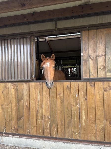 Écurie des prés Knoeringue - photo 1