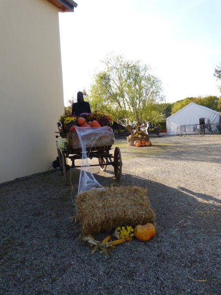 Poney Club les Amazones