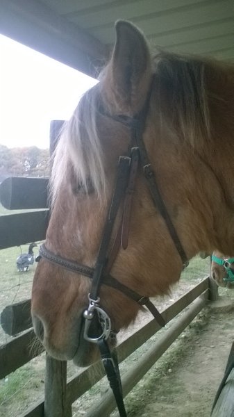 Poney Club les Amazones - photo 2