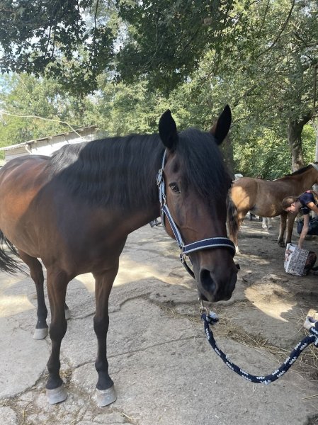 Centre Equestre Les Ecuries D'Alsace