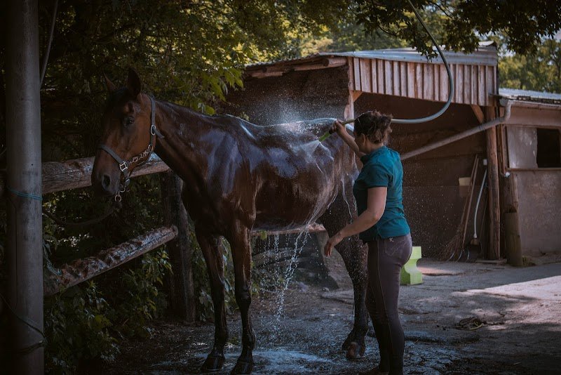Centre Equestre Les Ecuries D'Alsace - photo 2