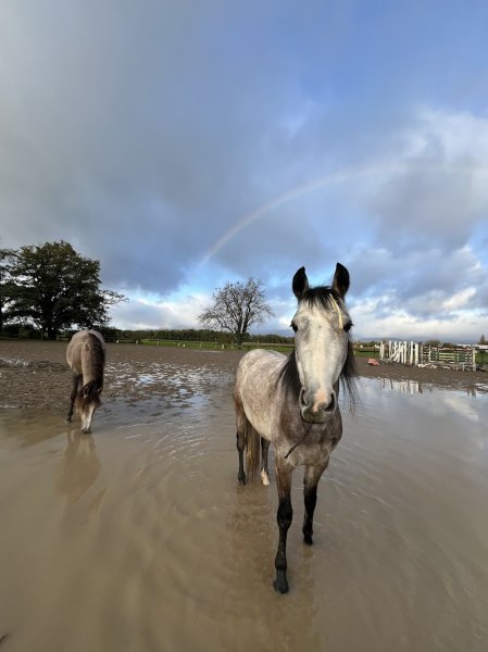 Centre Equestre Les Ecuries D'Alsace - photo 3