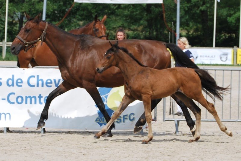 JTM élevage et Poney Club du haut bois - photo 3