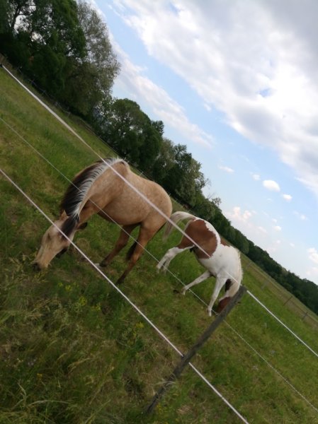 Écurie du Fechtmatten - photo 2