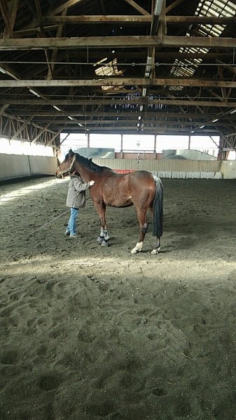 Société Hippique de Colmar - photo 2