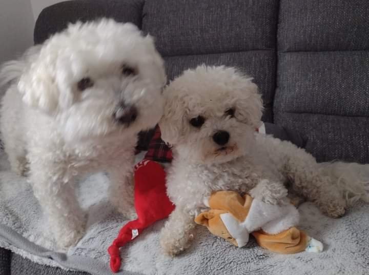 La pension de Osi & Co