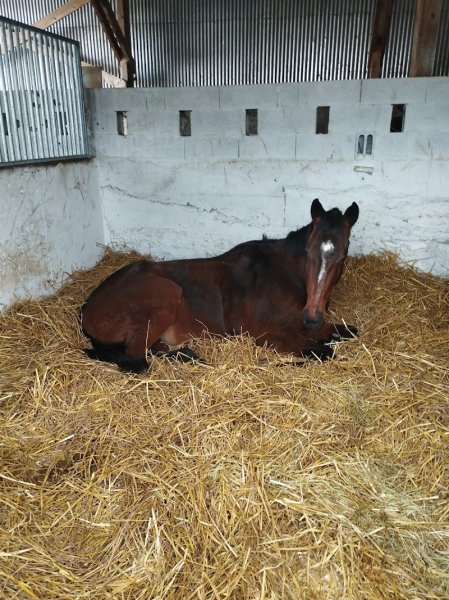 Écurie du Bannot - photo 1