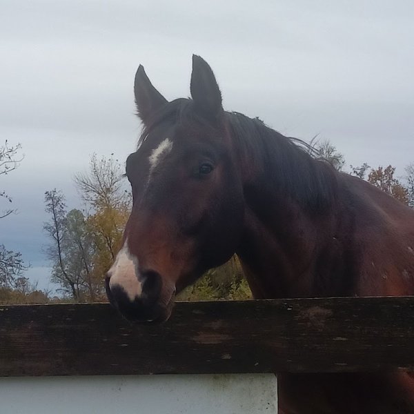 Écurie du Bannot - photo 2