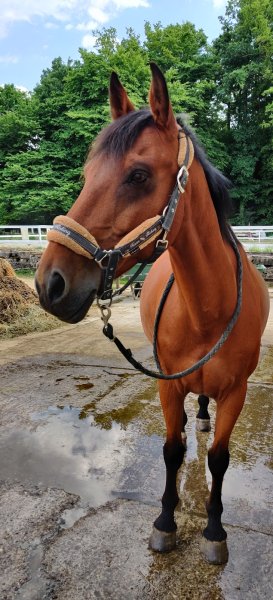 SCEA Ecurie Trophy - photo 3