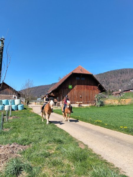 Demi-pensions d'Haflinger - Solvat