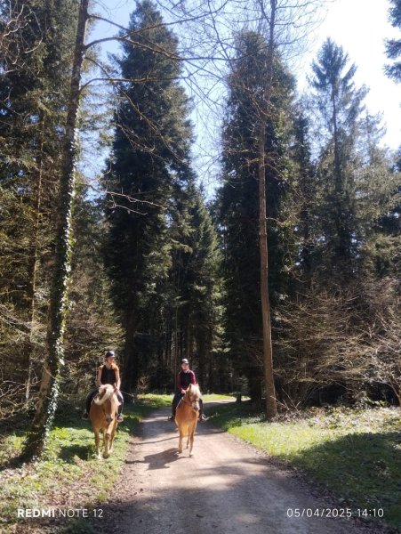 Demi-pensions d'Haflinger - Solvat - photo 2