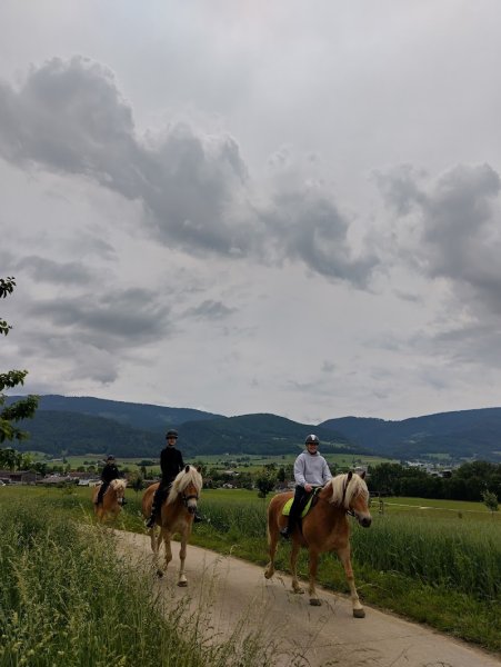 Demi-pensions d'Haflinger - Solvat - photo 3