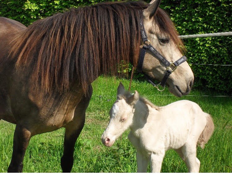 Les Cavaliers du Belvitte - photo 2