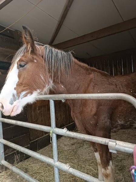 Les Cavaliers du Belvitte - photo 3