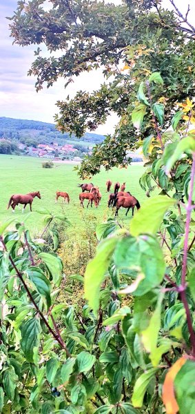 Haras de Castille - photo 2