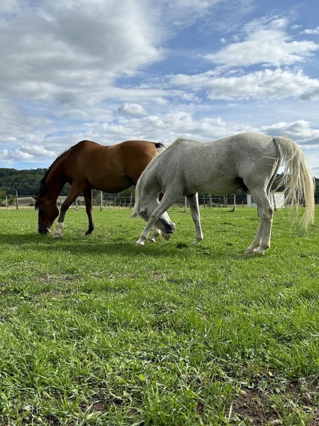 ÉCURIES de MONTFORT