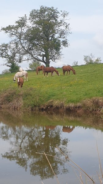 White Wood Farm - photo 3