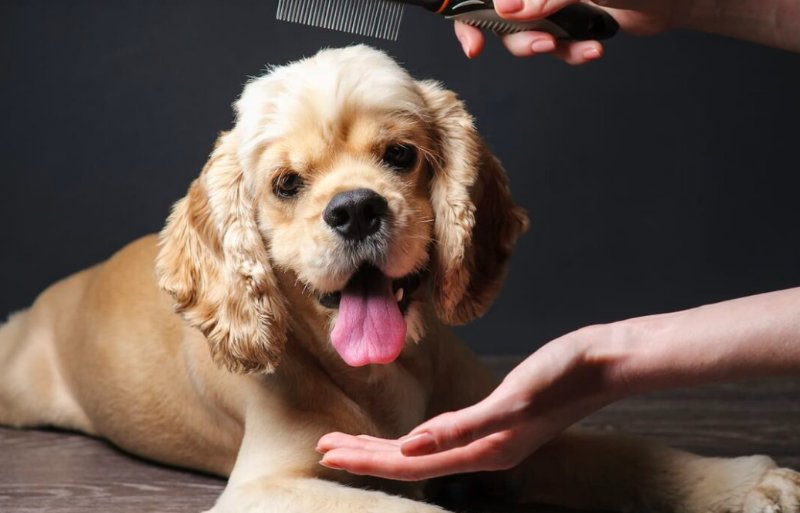 PENSION TOILETTAGE CA DEC'OUAAF