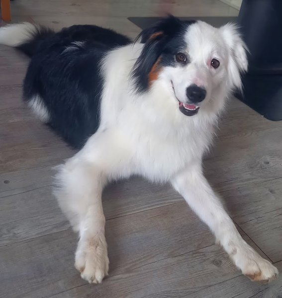 PENSION TOILETTAGE CA DEC'OUAAF - photo 2