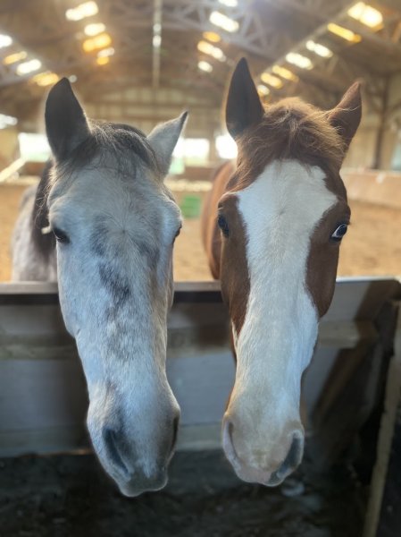 Les Écuries d'YF - photo 2