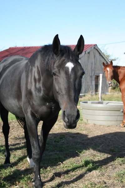 Les Ecuries de la Forge - photo 2