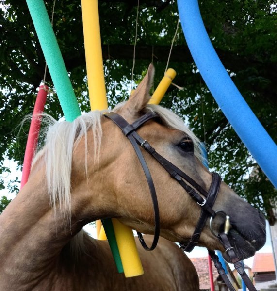 Ecurie de la Prairie Raenka Le Duigou