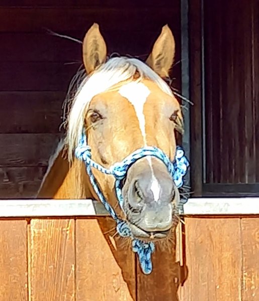 Ecurie de la Prairie Raenka Le Duigou - photo 2