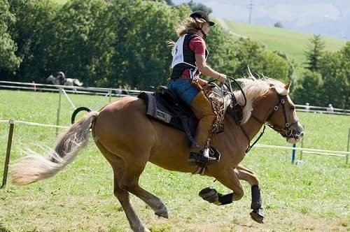 Ecurie de la Prairie Raenka Le Duigou - photo 3