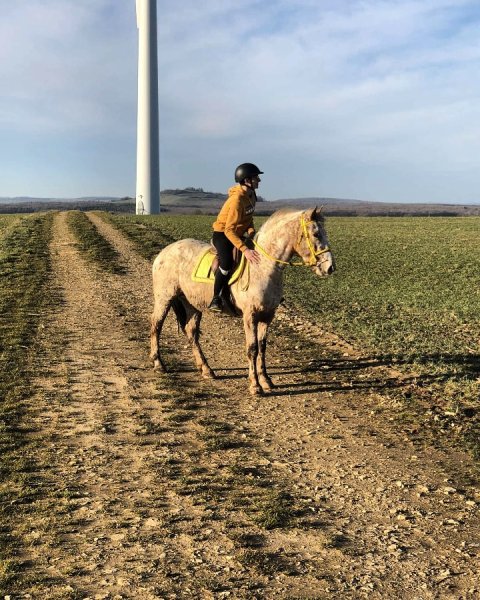 Au Petit Trot (Ferme Equestre) - photo 1